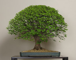 Keyaki (Japansk Zelkova). Billede Omiya Bonsai Art Museum