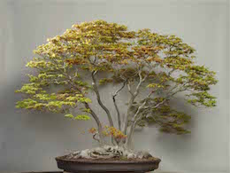 Yamamomiji (Japansk Ahorn). Billede Omiya Bonsai Art Museum