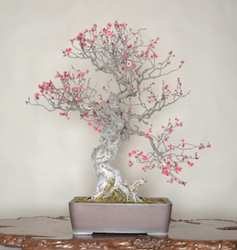 Hibai (Japansk Blommetræ). Billede Omiya Bonsai Art Museum