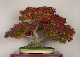 Yamamomiji (Japansk Ahorn). Billede Omiya Bonsai Art Museum