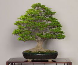 Shishigashira (Japansk Ahorn). Billede Omiya Bonsai Art Museum