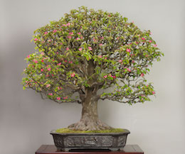 Karin (Kinesisk Kvæde). Billede Omiya Bonsai Art Museum