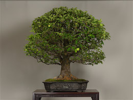Karin (Kinesisk Kvæde), i juni. Billede Omiya Bonsai Art Museum