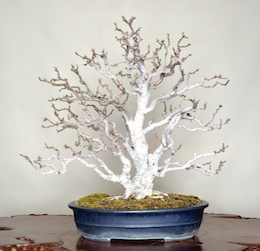 Himeringo (Kinesisk Krabbe Æbletræ). Billede Omiya Bonsai Art Museum
