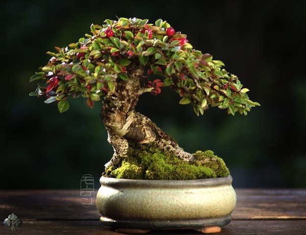 Shohin af Morten Albek