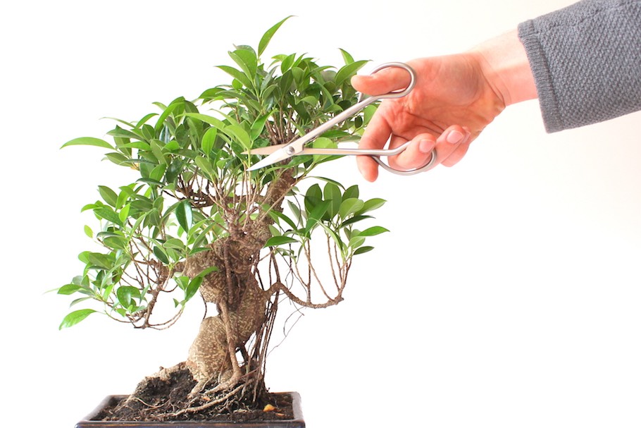 Beskæring af en Ficus bonsai