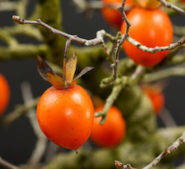 Diospyros virginiana (L.)