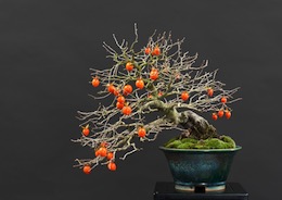 Diospyros virginiana (L.)