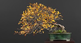 Crataegus (L.)