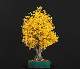 Ginkgo biloba (L.)