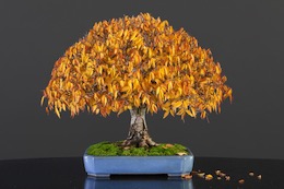 Ginkgo biloba (L.)
