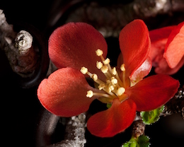 Chaenomeles japónica (L.) (Sødt & Nak.)