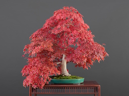 Acer palmatum, var. !Deshôjô (Tunb.) (L.), Hiroshi Takeyama Bonsai-planteskole, Japan