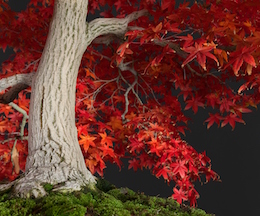 Acer palmatum, var. !Deshôjô (Tunb.) (L.), Hiroshi Takeyama Bonsai-planteskole, Japan