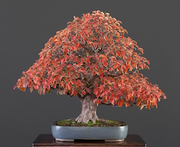 Pseudocydonia sinensis (Thouin) (L.), Masahiko Kimura Bonsai-planteskole, Japan
