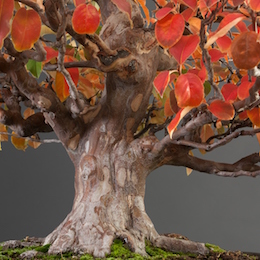 Pseudocydonia sinensis (Thouin) (L.), Masahiko Kimura Bonsai-planteskole, Japan