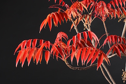 Rhus succedanea (L.), oprindelse: Spainen