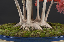 Acer palmatum (Tunb.) (L.), Hotsumi Terakawa, Japan