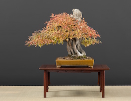 Acer buergerianum (L.) (Miq.), Hiroshi Takeyama, Japan