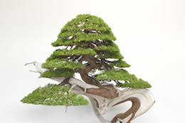 Enebær Bonsai. Billede Bjorn Bjorholm