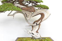 Enebær Bonsai. Billede Bjorn Bjorholm
