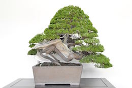 Enebær Bonsai. Billede Bjorn Bjorholm