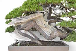 Enebær Bonsai. Billede Bjorn Bjorholm