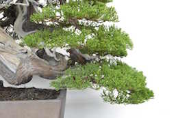Enebær Bonsai. Billede Bjorn Bjorholm