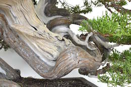 Enebær Bonsai. Billede Bjorn Bjorholm