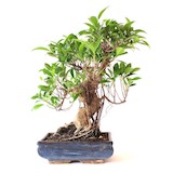 Denne Ficus skal beskæres, da flere lange skud er vokset ud af form.