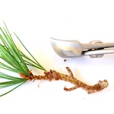 Ved beskæring af større grene bruger vi en konkav klipper. På dette billede ser du formen af ​​skæret, som efterlader et hult sår, der heler hurtigere end flade sår.