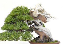 Shohin Enebær. Billede Bjorn Bjorholm