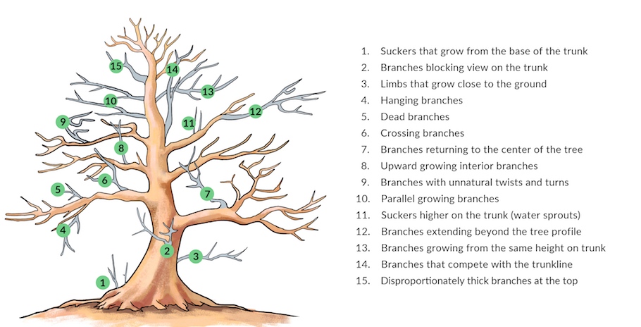 Illustration af beskæring af en bonsai