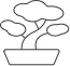 Indkøb af Bonsai