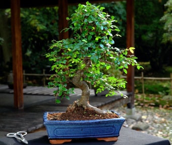Kinesisk elm