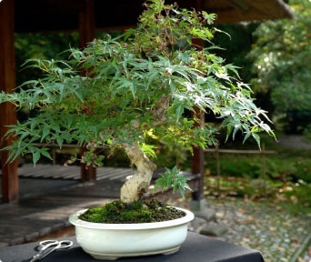 Japansk ahorn