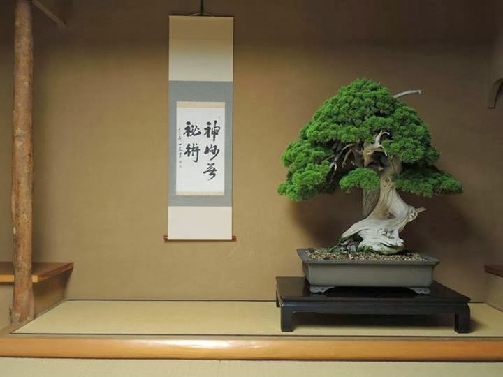 800 år gammel Bonsai