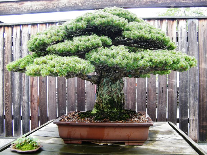 Bonsai, der overlevede Hiroshima
