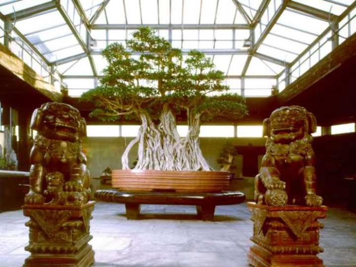 1000 år gammel Ficus Bonsai