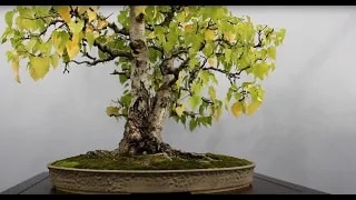 Prisvindende Bonsai-video