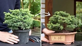 Skab en Bonsai