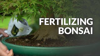 Pasning af Bonsai video