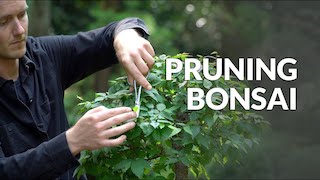 Beskæring af en Bonsai video